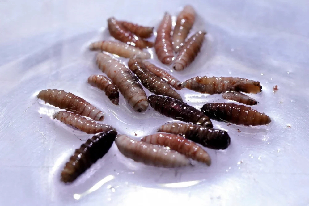 First Human Case of Flesh-eating Screwworm 