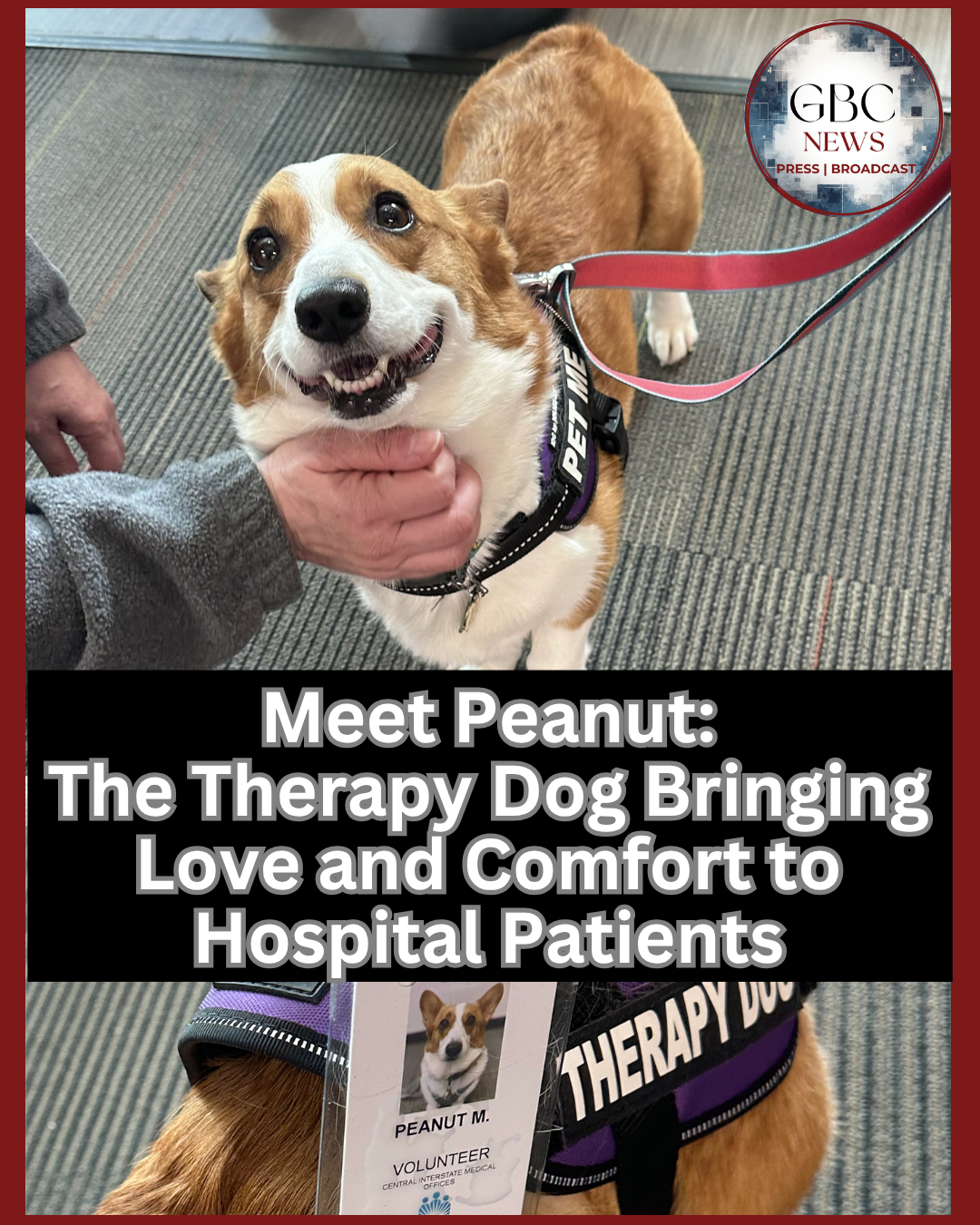 Meet Peanut: The Therapy Dog Bringing Love and Comfort to Hospital Patients